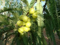 /album/fotogaleria/amla-indijski-ogrozd-sjeme-poklon-slika-27603354-jpg/