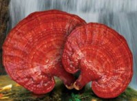 /album/fotogaleria/ganoderma-jpg/