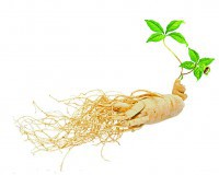 /album/fotogaleria/panax-ginseng-p-e-jpg/