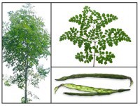 /album/fotogaleria/moringa-jpg/